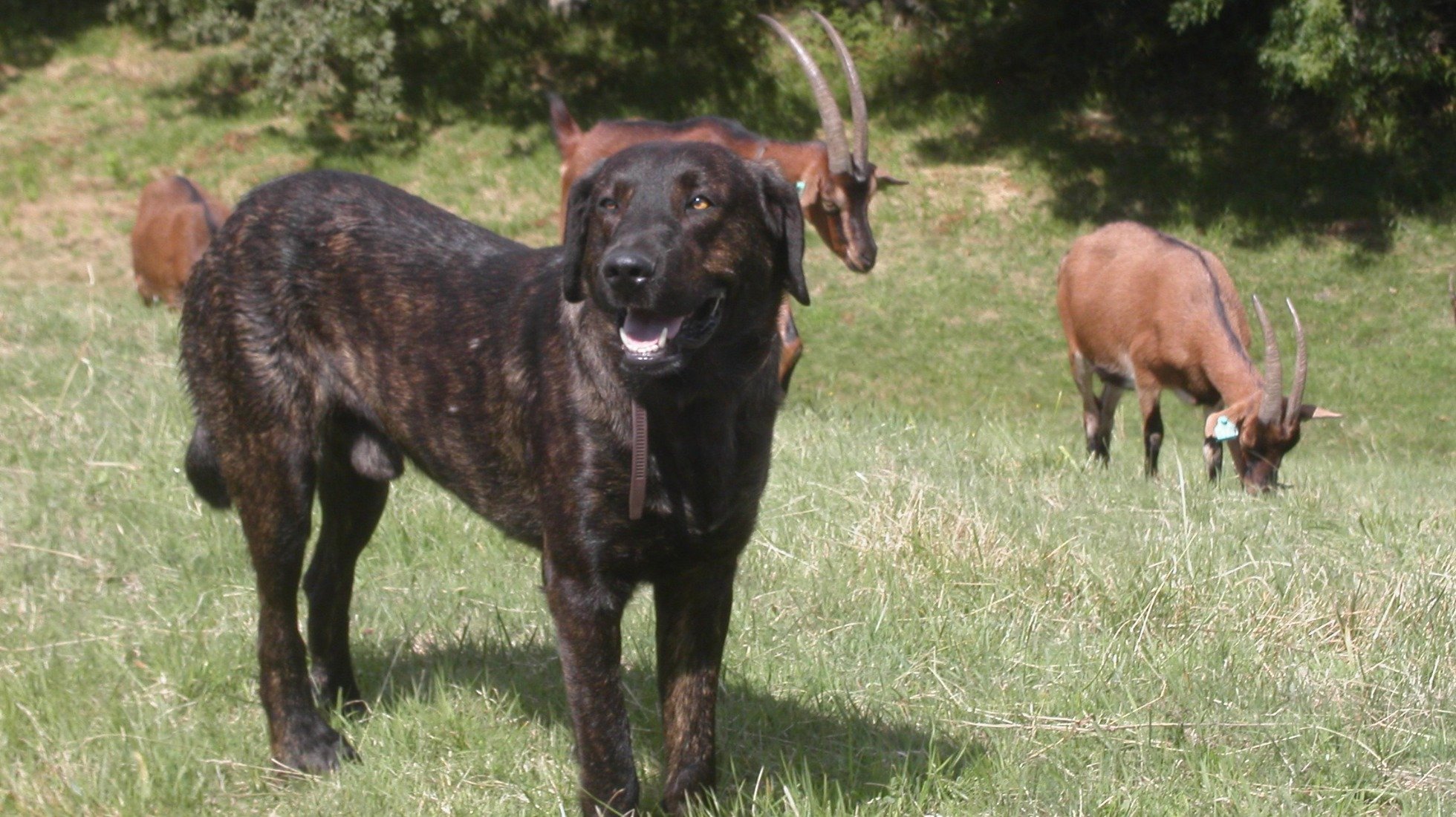 Nero | Ribeira de Pena | DN: 2004